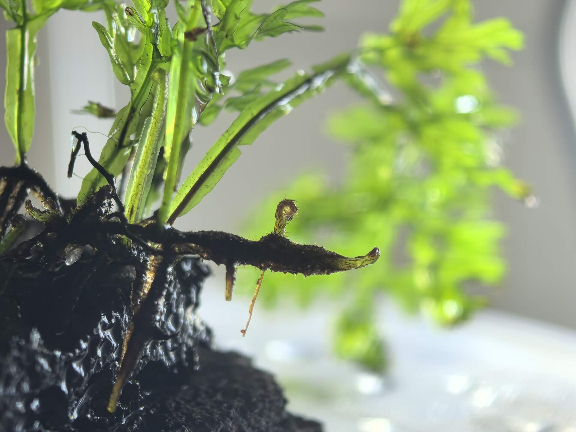 Vandenboschia lofoushanensis, first described by Ching in 1959, is native to the subtropical forests of Guangdong, China. It typically grows on mossy tree trunks or rocks in moist, dense forests. This fern is well-suited for terrariums and can also be grown underwater, making it an excellent choice as an aquatic plant.