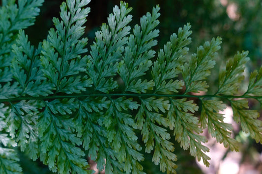 Vandenboschia striata is a delicate filmy fern belonging to the family Hymenophyllaceae. This fern thrives in humid, shaded environments such as streambeds or steep mossy rocks at low elevations. Found primarily in East and Southeast Asia (including Taiwan, southern China, Vietnam, Myanmar, and Japan), it is admired for its translucent, thin fronds and its unique appearance.