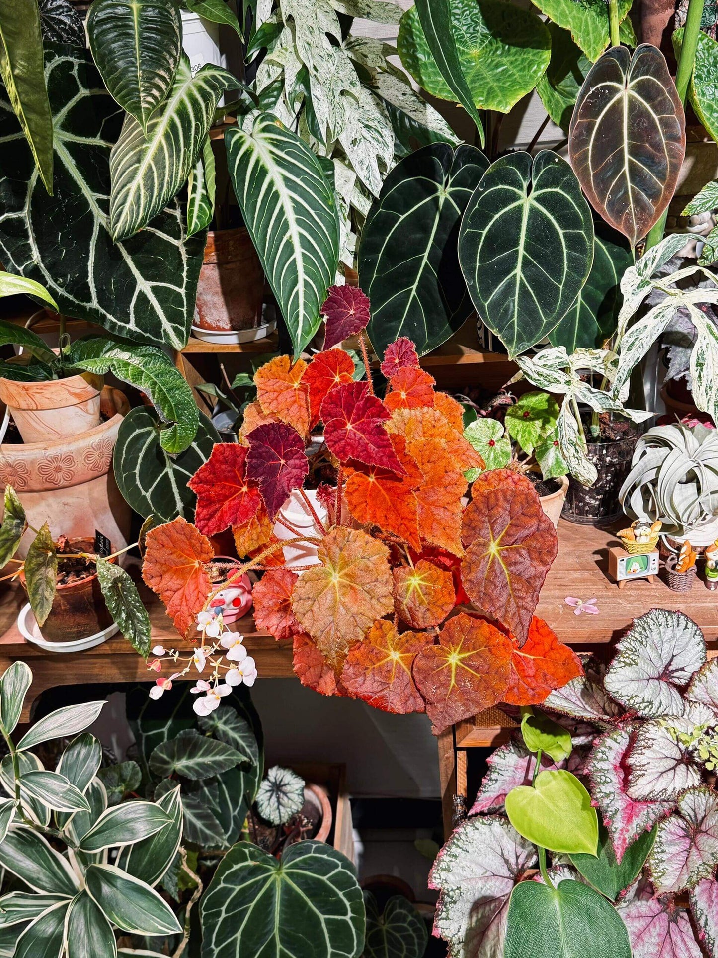 Begonia 'Autumn Ember' is a gorgeous hybrid begonia that combines beauty and ease of care. With its striking orange juvenile leaves and delicate pink flowers, this begonia is a fantastic choice for anyone looking to add vibrant color to their indoor plant collection. Known for its compact growth and unique foliage, Autumn Ember thrives in bright, indirect light and can be a focal point in any room.