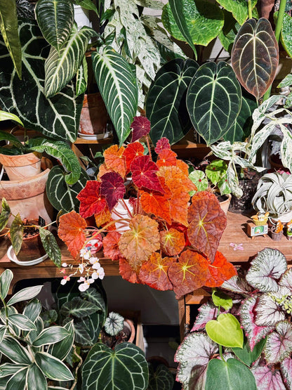 Begonia 'Autumn Ember' is a gorgeous hybrid begonia that combines beauty and ease of care. With its striking orange juvenile leaves and delicate pink flowers, this begonia is a fantastic choice for anyone looking to add vibrant color to their indoor plant collection. Known for its compact growth and unique foliage, Autumn Ember thrives in bright, indirect light and can be a focal point in any room.