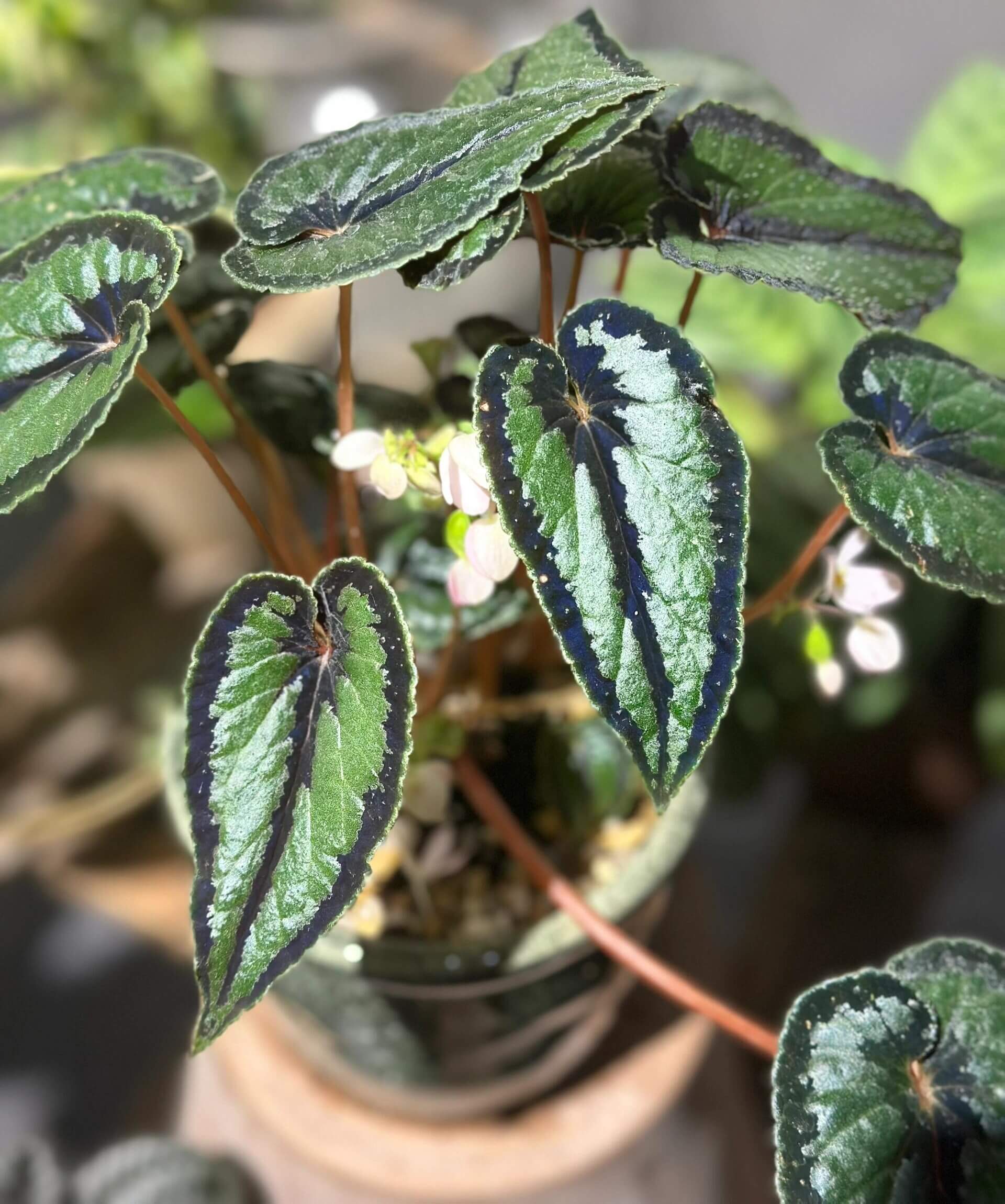 Begonia dinhdui for Sale – Begin With Plants
