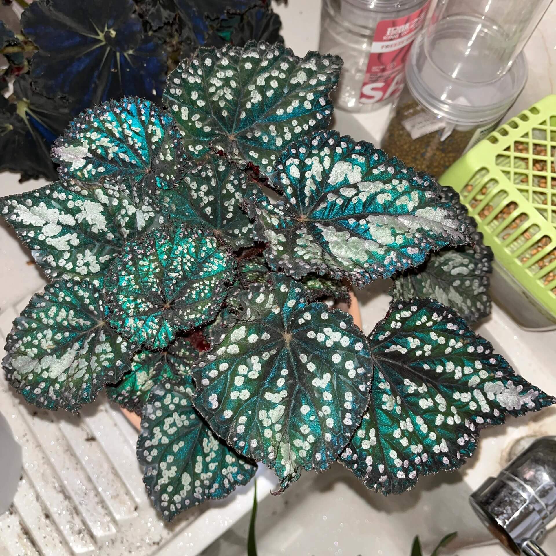 Begonia Fairytale is an exquisite ornamental begonia developed by the Dimetris breeding team. Known for its intricate leaf patterns and graceful appearance, this begonia adds a touch of enchantment to any indoor space. It’s the perfect choice for plant lovers looking to enhance their collection.