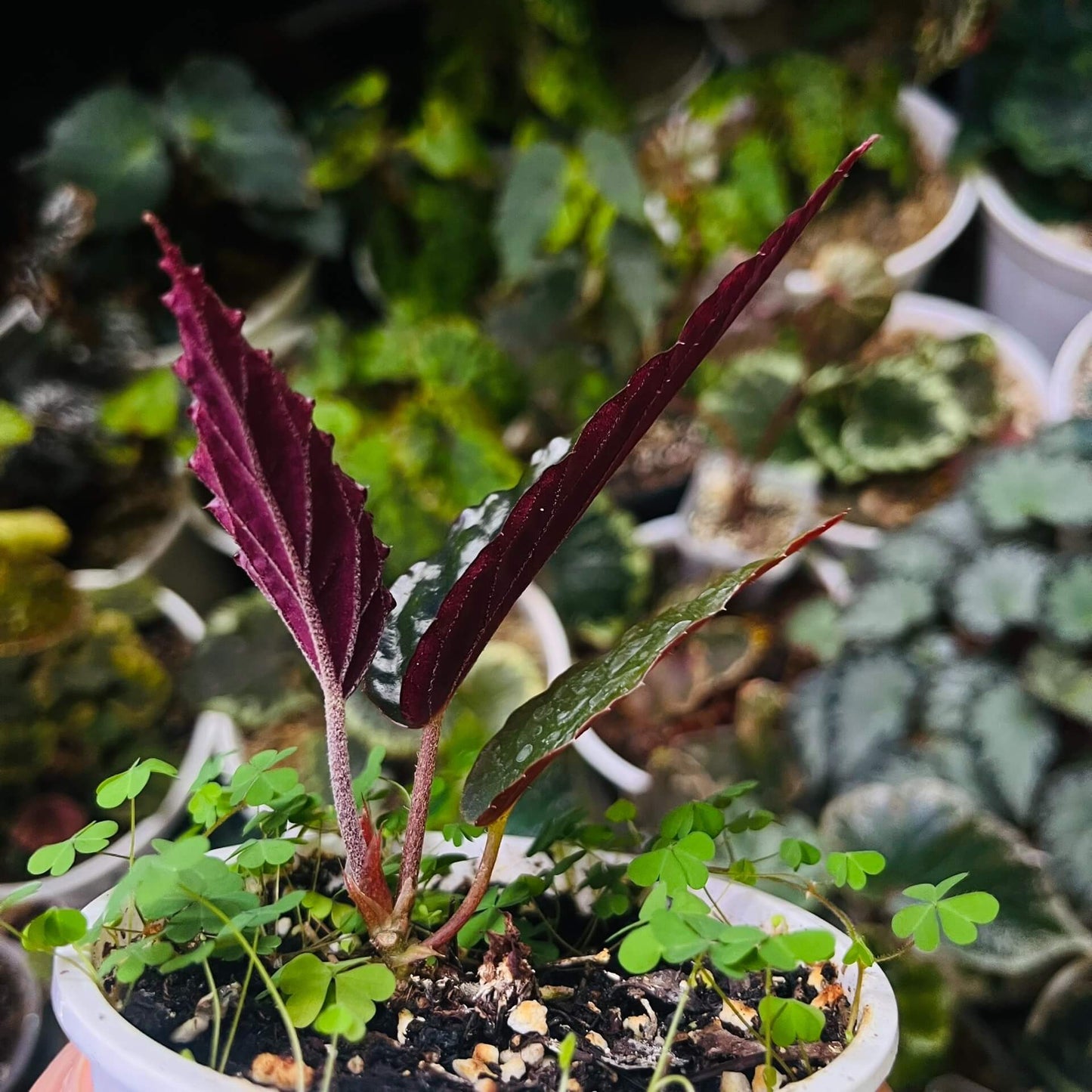 Begonia hatacoa var. rubrifolia is a rare and beautiful variety of the rhizomatous Begonia species, native to the Himalayas and Southeast Asia. It is known for its distinctive features and unique appearance, making it a must-have for collectors and plant enthusiasts. Features: Foliage: Dark green, glossy, lance-shaped leaves with stunning blood-red undersides, offering a striking contrast.