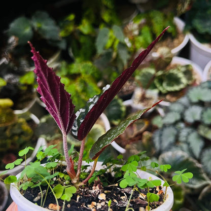 Begonia hatacoa var. rubrifolia is a rare and beautiful variety of the rhizomatous Begonia species, native to the Himalayas and Southeast Asia. It is known for its distinctive features and unique appearance, making it a must-have for collectors and plant enthusiasts. Features: Foliage: Dark green, glossy, lance-shaped leaves with stunning blood-red undersides, offering a striking contrast.