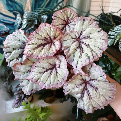 Begonia Yalta is a stunning hybrid begonia that captivates with its beautiful foliage and easy-care nature. Whether you're a beginner or an expert, this begonia is perfect for both seasoned collectors and those just starting their plant journey.