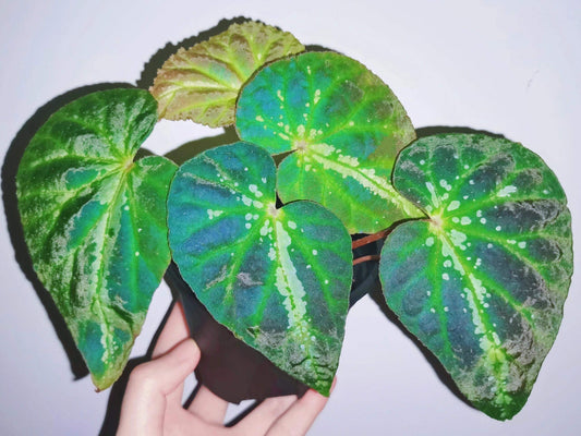 Comet Begonia (Begonia Species)Native to Guangxi, China, the Comet Begonia is a unique begonia variety known for its striking leaves covered in prominent white spots, resembling a comet streaking through the night sky. In low light conditions, the leaves may even take on a beautiful blue hue, adding to its captivating allure. The metallic sheen on its leaves gives it a dazzling effect under different lighting, making it a constantly changing beauty in your home.