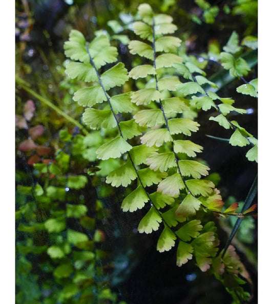 Adiantum caudatum, commonly known as the Walking Maidenhair Fern, Tailed Maidenhair, or Trailing Maidenhair, is a delicate fern native to Southeast Asia, including regions such as China, India, Sri Lanka, Malaysia, Indonesia, the Philippines, and New Guinea. Belonging to the Pteridaceae family and the Adiantum genus, this fern is renowned for its graceful, arching fronds that can root at the tips, giving it the "walking" characteristic.