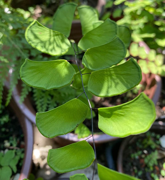 Adiantum philippense, also known as walking maidenhair fern, or black maidenhair, is a perennial fern native to Southeast Asia. This fern is characterized by its delicate, fan-shaped leaflets arranged along wiry black stems. It is well-suited for indoor cultivation, particularly in terrariums, due to its preference for high humidity and indirect light.