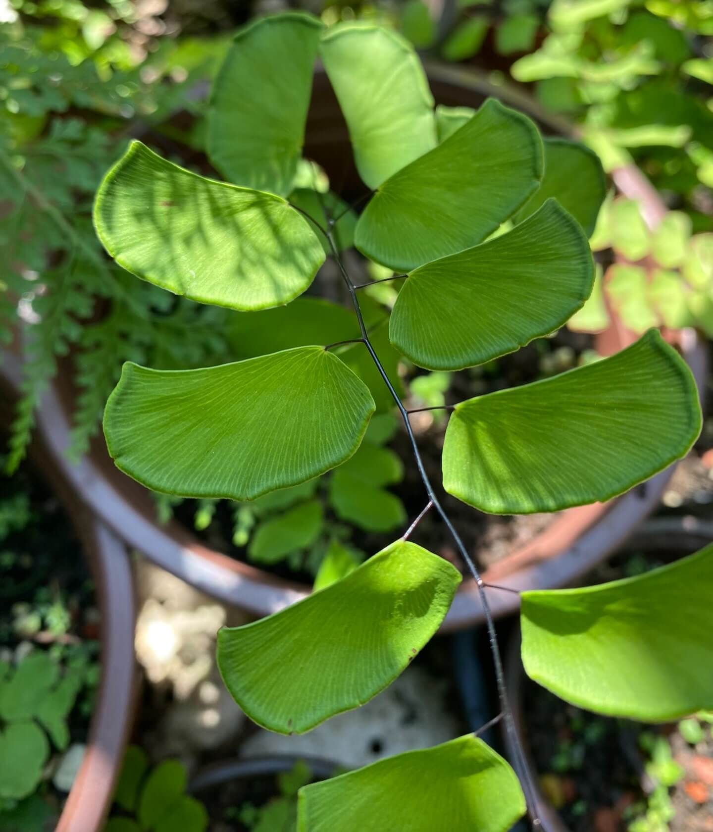 Adiantum philippense, also known as walking maidenhair fern, or black maidenhair, is a perennial fern native to Southeast Asia. This fern is characterized by its delicate, fan-shaped leaflets arranged along wiry black stems. It is well-suited for indoor cultivation, particularly in terrariums, due to its preference for high humidity and indirect light.
