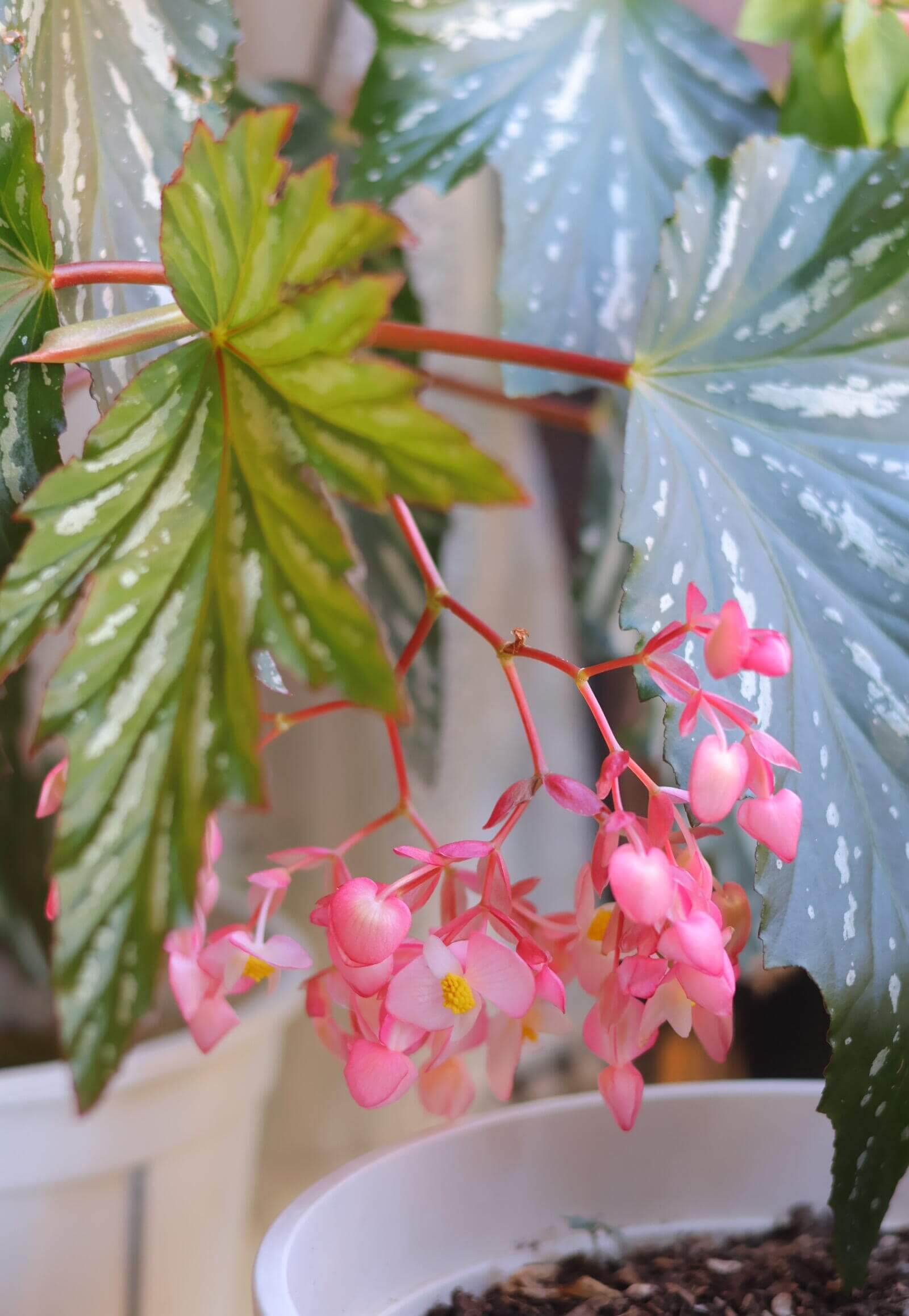 Begonia ‘Sophie Cecile’ (also known as ‘Sophia’ in some contexts) is a striking cane-stem or “angel wing” begonia cultivar first created by hybridizer Belva Nelson Kusler in 1961, via a cross between Begonia ‘Lenore Olivier’ and Begonia aconitifolia.
