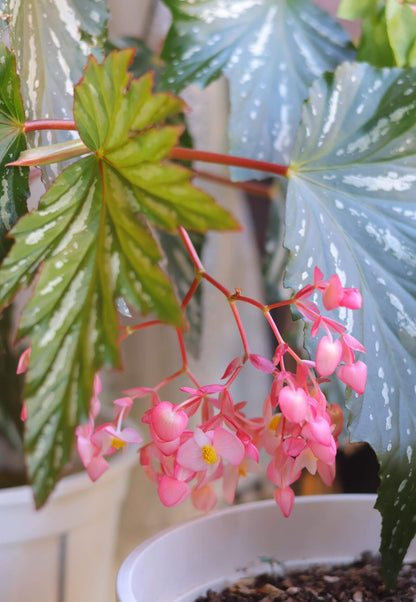 Begonia ‘Sophie Cecile’ (also known as ‘Sophia’ in some contexts) is a striking cane-stem or “angel wing” begonia cultivar first created by hybridizer Belva Nelson Kusler in 1961, via a cross between Begonia ‘Lenore Olivier’ and Begonia aconitifolia.