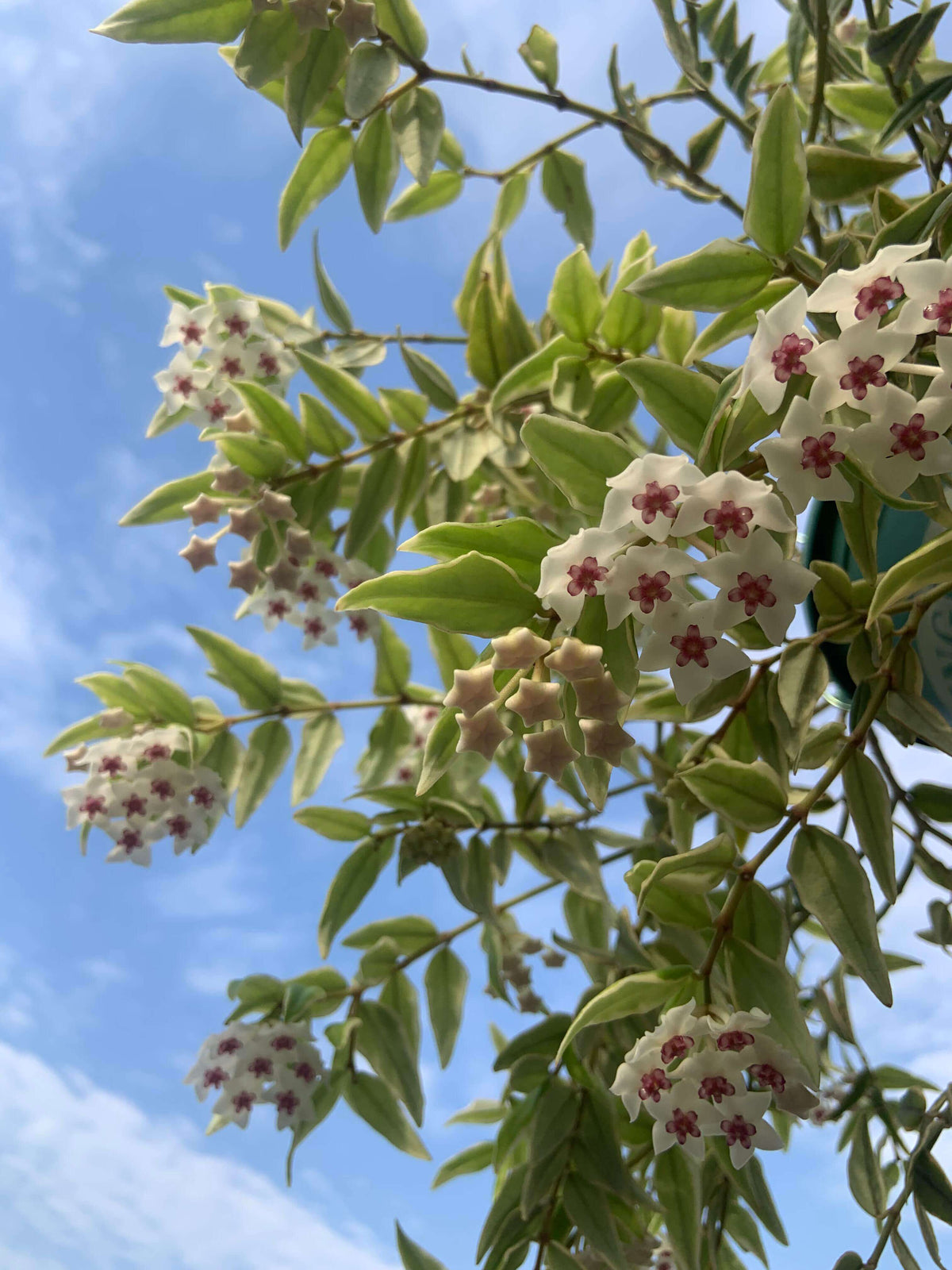 Hoya bella ‘Albomarginata’ is a beautiful variegated form of Hoya bella, prized for its small, lance-shaped leaves with crisp creamy-white margins surrounding a green center. The compact, trailing stems make it especially suitable for hanging baskets, shelves, or small trellises. Mature plants can produce charming clusters of waxy, star-shaped white flowers with pink to purple centers and a pleasant fragrance.