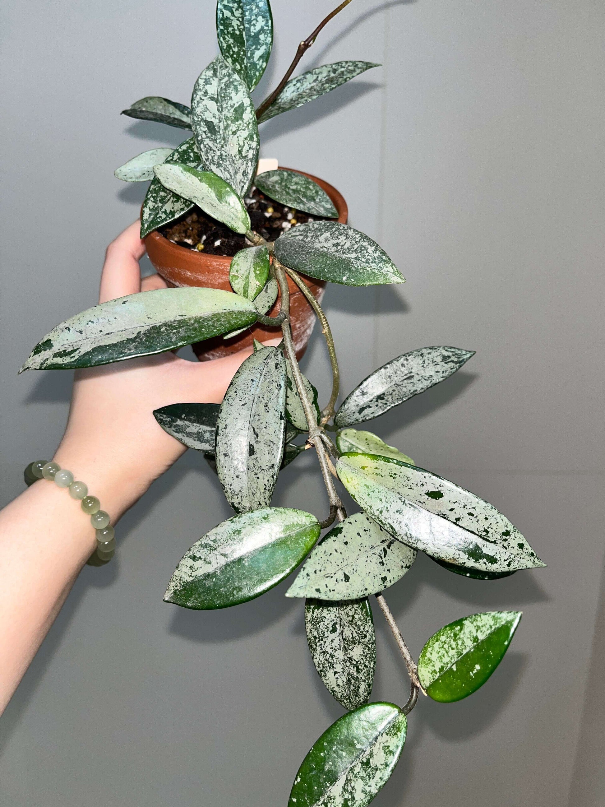 Hoya carnosa 'Wilbur Graves' "China" is a stunning and highly collectible Hoya cultivar, prized for its thick, waxy leaves generously splashed or half-covered with silver variegation. Some leaves may be nearly completely silver, while others display bold half-and-half patterns.
