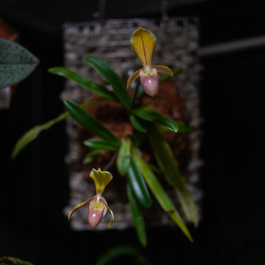 Paphiopedilum helenae is one of the smallest species in the Paphiopedilum genus. This rare and compact orchid is native to northern Vietnam’s Cao Bằng Province, where it grows on steep limestone cliffs and mossy ledges at elevations between 100 and 900 meters. It’s known for its delicate pale yellow to greenish flowers with a pinkish pouch and usually blooms in the fall and winter.