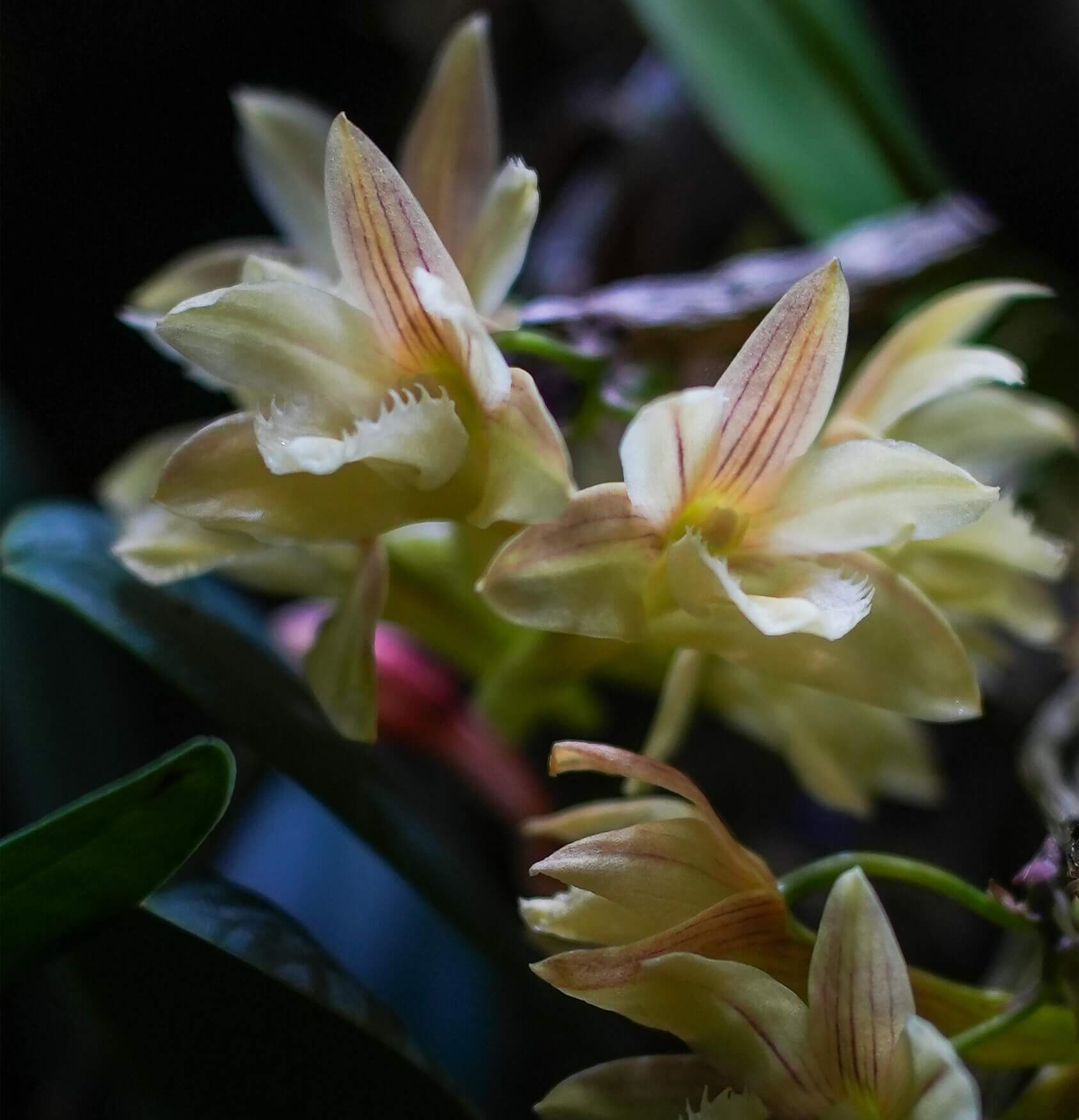 Dendrobium serratilabium is a graceful, medium‑sized epiphytic orchid native to the Philippines (particularly Luzon and Mindanao) . It grows on trees or rocks in lowland tropical forests and produces pendulous, club‑shaped, wrinkled stems up to about 1 m long, adorned with slender, deciduous leaves.