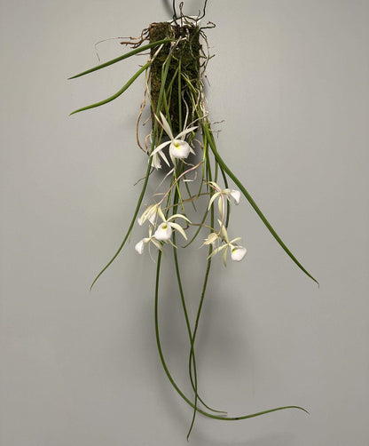 Whip-leafed Brassavola (Brassavola flagellaris) is a species of epiphytic orchid in the family Orchidaceae, belonging to the genus Brassavola. It is known for its slender growth habit and fragrant flowers, and is endemic to eastern Brazil, particularly from Minas Gerais to Paraná.