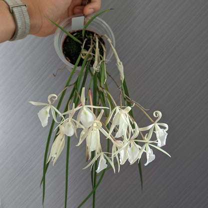 Whip-leafed Brassavola (Brassavola flagellaris) is a species of epiphytic orchid in the family Orchidaceae, belonging to the genus Brassavola. It is known for its slender growth habit and fragrant flowers, and is endemic to eastern Brazil, particularly from Minas Gerais to Paraná.
