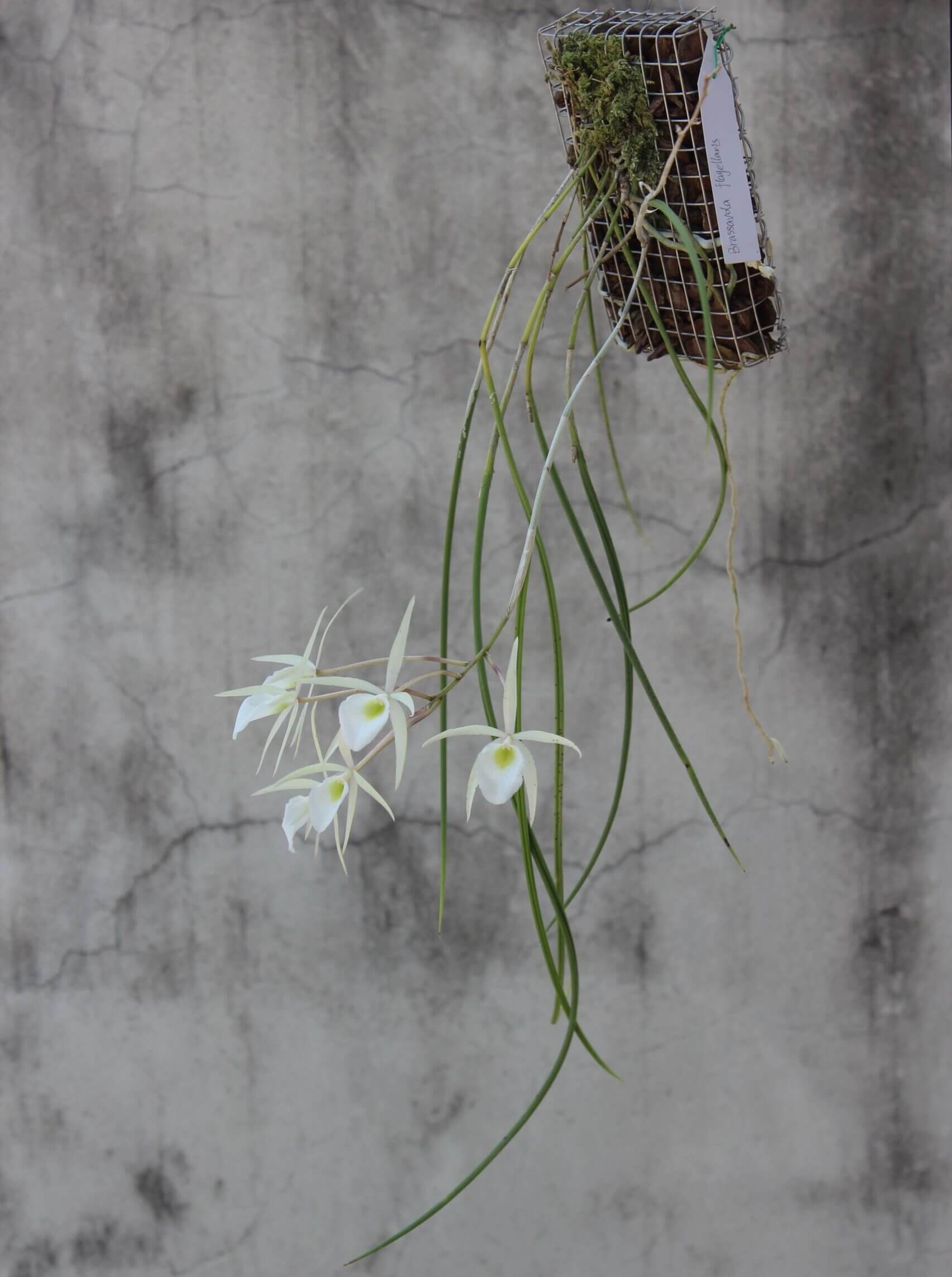 Whip-leafed Brassavola (Brassavola flagellaris) is a species of epiphytic orchid in the family Orchidaceae, belonging to the genus Brassavola. It is known for its slender growth habit and fragrant flowers, and is endemic to eastern Brazil, particularly from Minas Gerais to Paraná.