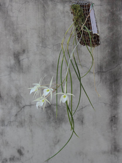 Whip-leafed Brassavola (Brassavola flagellaris) is a species of epiphytic orchid in the family Orchidaceae, belonging to the genus Brassavola. It is known for its slender growth habit and fragrant flowers, and is endemic to eastern Brazil, particularly from Minas Gerais to Paraná.