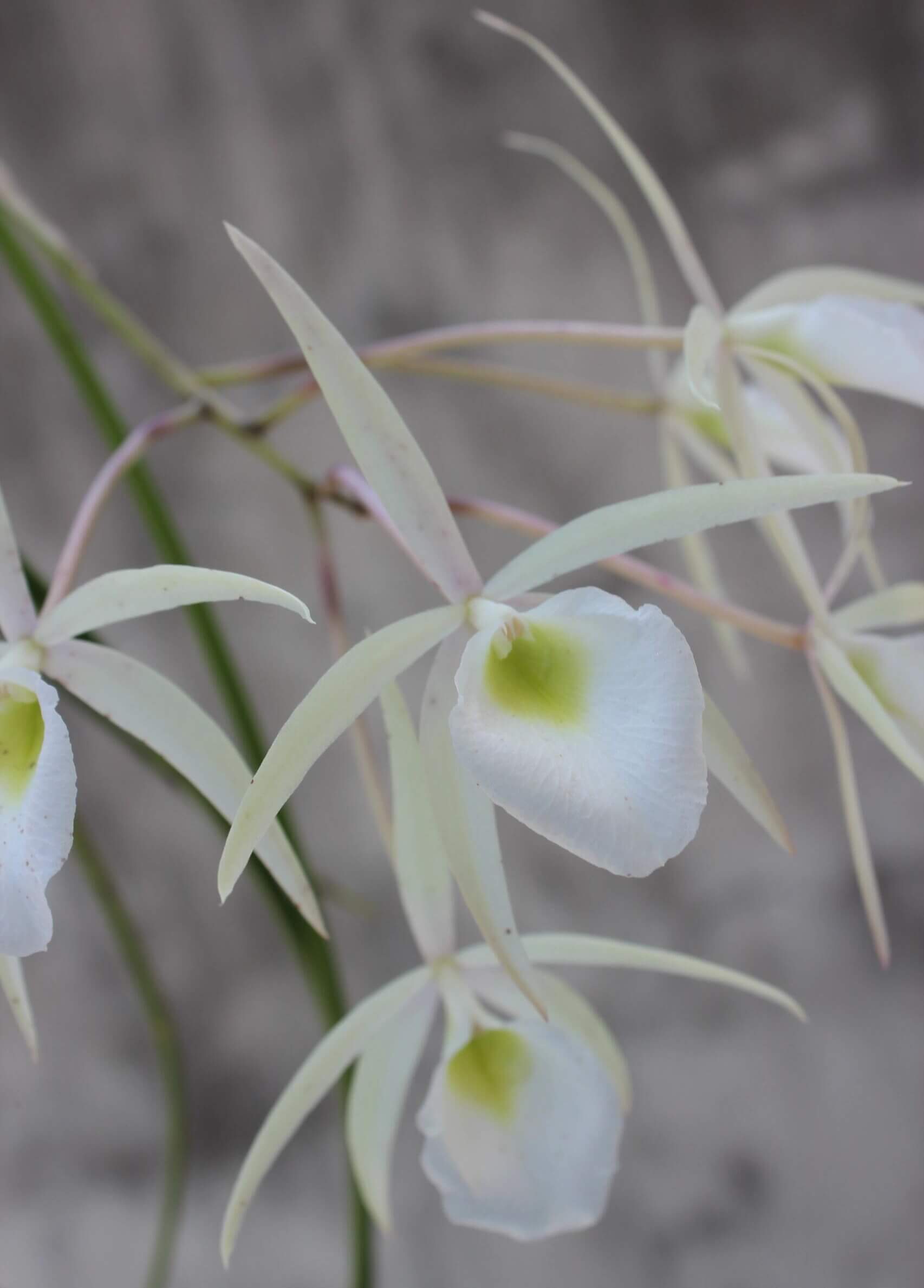 Whip-leafed Brassavola (Brassavola flagellaris) is a species of epiphytic orchid in the family Orchidaceae, belonging to the genus Brassavola. It is known for its slender growth habit and fragrant flowers, and is endemic to eastern Brazil, particularly from Minas Gerais to Paraná.