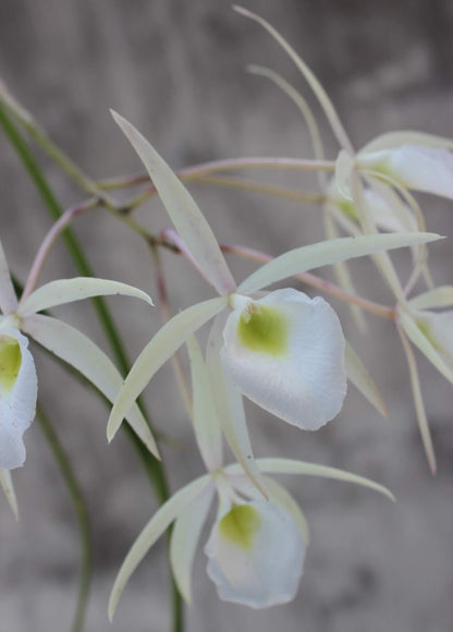 Whip-leafed Brassavola (Brassavola flagellaris) is a species of epiphytic orchid in the family Orchidaceae, belonging to the genus Brassavola. It is known for its slender growth habit and fragrant flowers, and is endemic to eastern Brazil, particularly from Minas Gerais to Paraná.