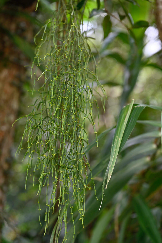 Psilotum nudum, also known as the “whisk fern,” is a primitive vascular plant in the family Psilotaceae that differs from most modern ferns and vascular plants by lacking true roots and typical leaves. The structures resembling leaves are actually greatly reduced, scale-like enations, while water and nutrients are absorbed through an underground rhizome bearing rhizoids and forming mycorrhizal associations.