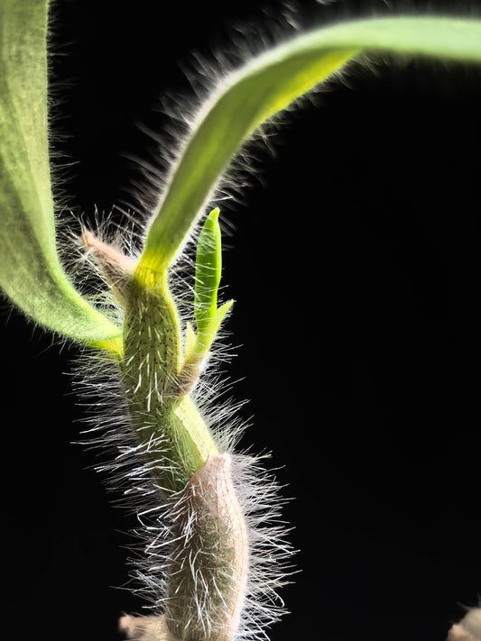 The white-haired dendrobium (Dendrobium senile) is a mini-to-small-sized epiphytic or lithophytic orchid native to Indochina, specifically Thailand, Vietnam, Laos, and Myanmar. It grows in warm-to-cool conditions and is distinguished by its hairy, succulent-like pseudobulbs measuring 5–15 cm in length, each bearing 2–6 ovate-lanceolate, semi-deciduous leaves about 4–5 cm long.