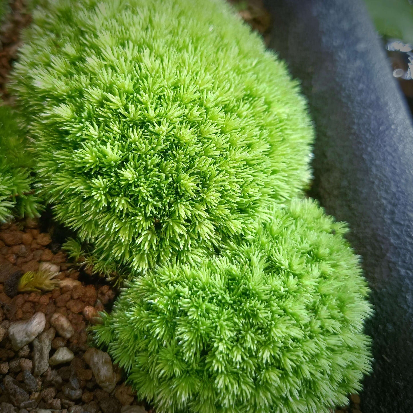 Cushion Moss (Leucobryum glaucum) is a common moss plant that is ideal for use in micro-landscapes, terrariums, and paludariums. Its green and silvery-white leaves make it a visually striking plant in these decorative settings. It is highly resilient and easy to care for, making it perfect for both moss enthusiasts and beginners.