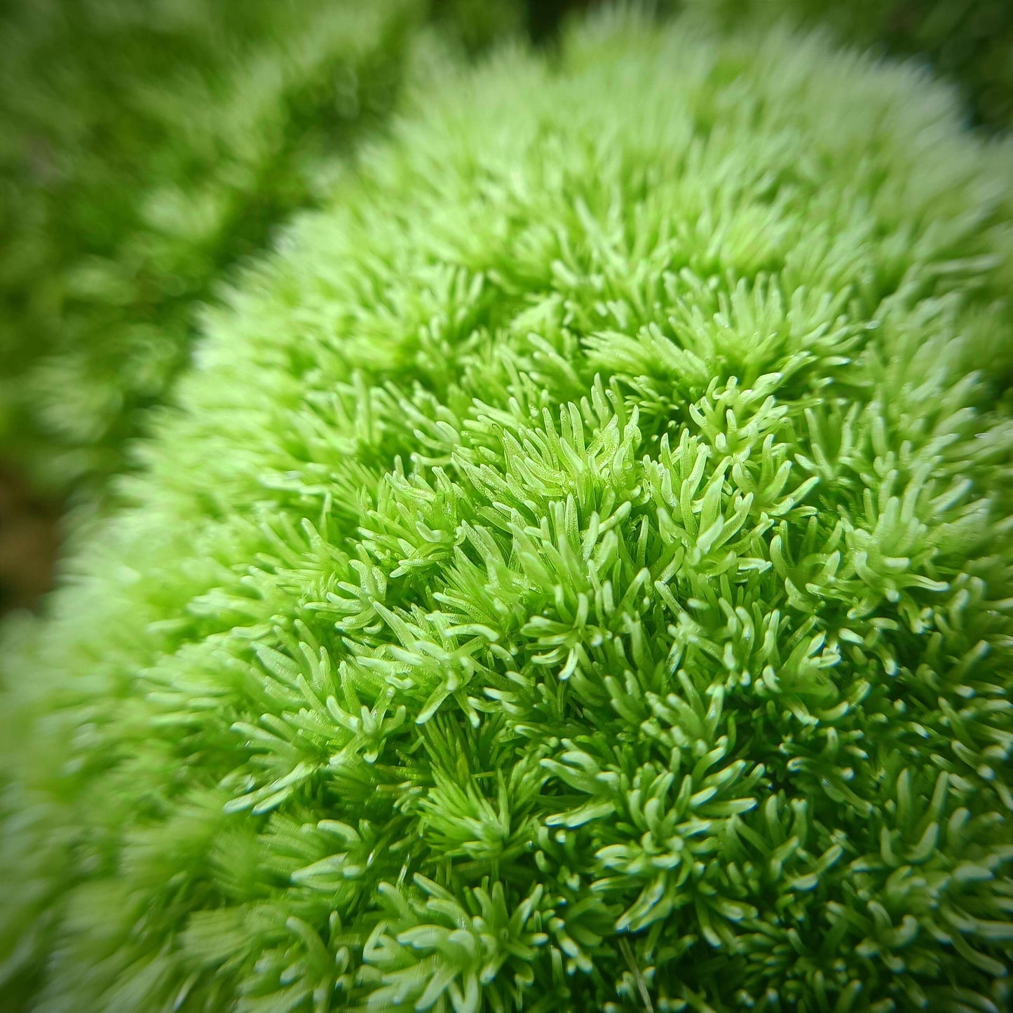 Cushion Moss (Leucobryum glaucum) is a common moss plant that is ideal for use in micro-landscapes, terrariums, and paludariums. Its green and silvery-white leaves make it a visually striking plant in these decorative settings. It is highly resilient and easy to care for, making it perfect for both moss enthusiasts and beginners.