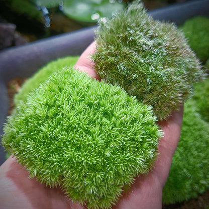 Cushion Moss (Leucobryum glaucum) is a common moss plant that is ideal for use in micro-landscapes, terrariums, and paludariums. Its green and silvery-white leaves make it a visually striking plant in these decorative settings. It is highly resilient and easy to care for, making it perfect for both moss enthusiasts and beginners.