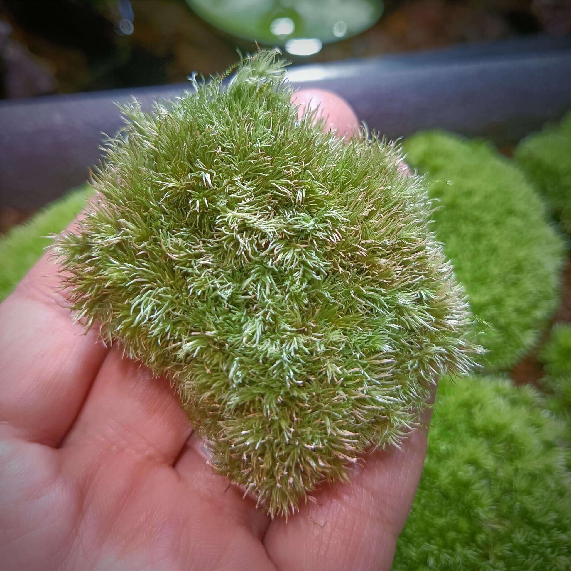 Cushion Moss (Leucobryum glaucum) is a common moss plant that is ideal for use in micro-landscapes, terrariums, and paludariums. Its green and silvery-white leaves make it a visually striking plant in these decorative settings. It is highly resilient and easy to care for, making it perfect for both moss enthusiasts and beginners.