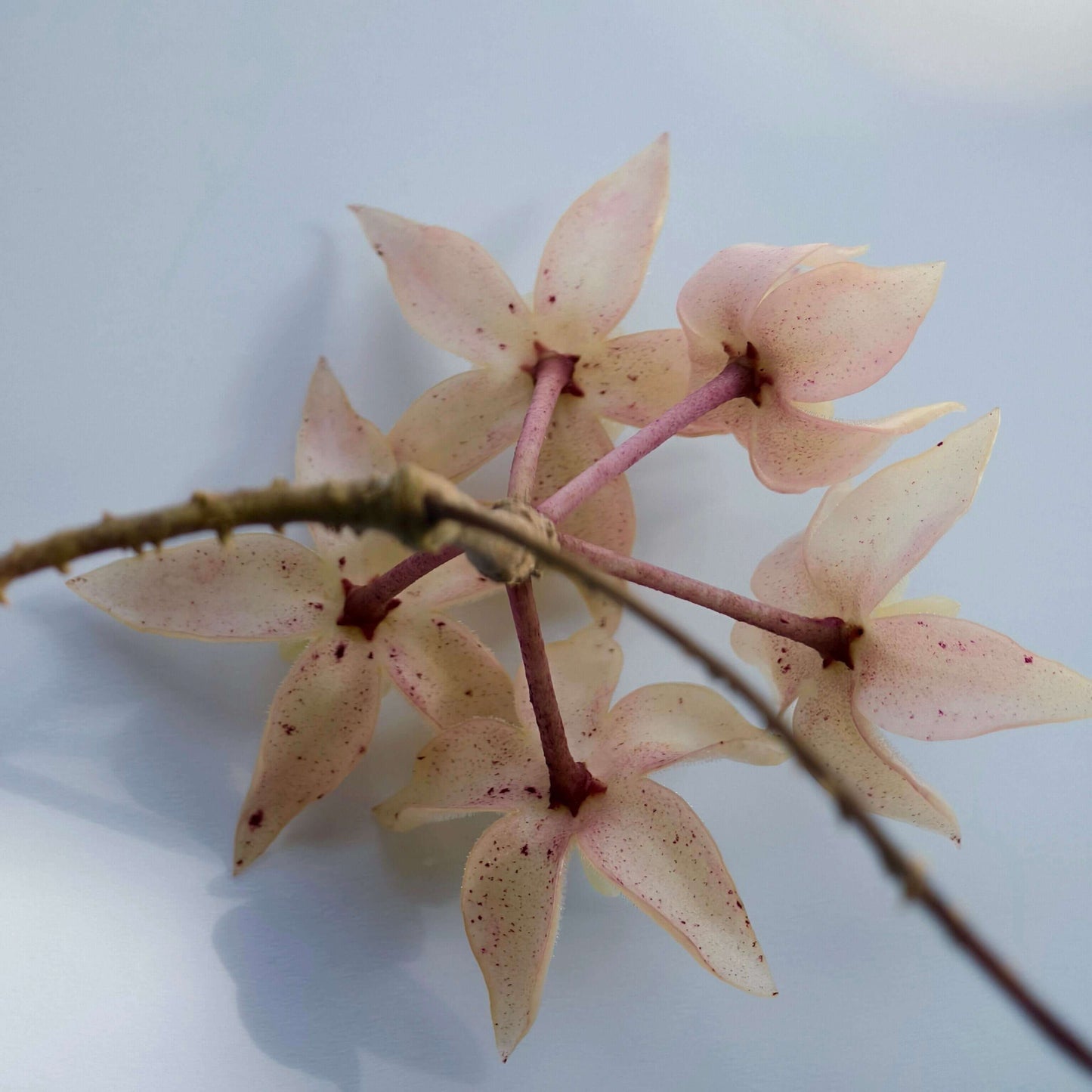 Hoya undulata is a rare epiphytic vine native to the lowland limestone forests of West Kalimantan, Borneo (around 300–380 m elevation). The species name undulata refers to its distinctly wavy leaf margins. Its leaves are thick, glossy, and may range from light green to purplish tones, sometimes with subtle speckling.