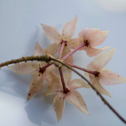 Hoya undulata is a rare epiphytic vine native to the lowland limestone forests of West Kalimantan, Borneo (around 300–380 m elevation). The species name undulata refers to its distinctly wavy leaf margins. Its leaves are thick, glossy, and may range from light green to purplish tones, sometimes with subtle speckling.