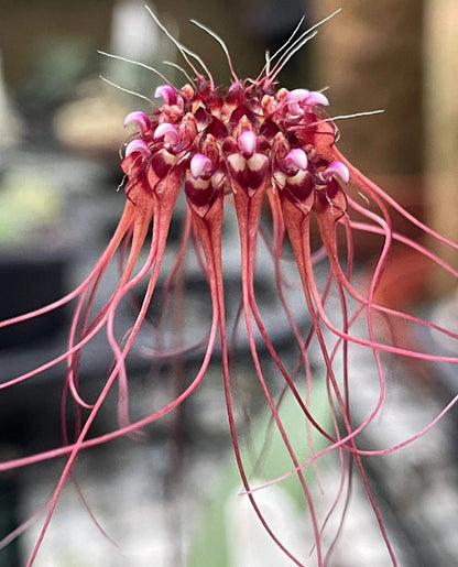 Bulbophyllum gracillimum is a small epiphytic orchid species in the genus Bulbophyllum, commonly called the wispy umbrella orchid or graceful Bulbophyllum because of its delicate floral appearance.
